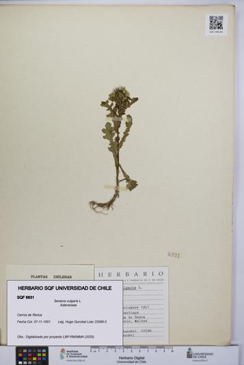 Senecio vulgaris [Espécimen: UCH:SQF:0006831]