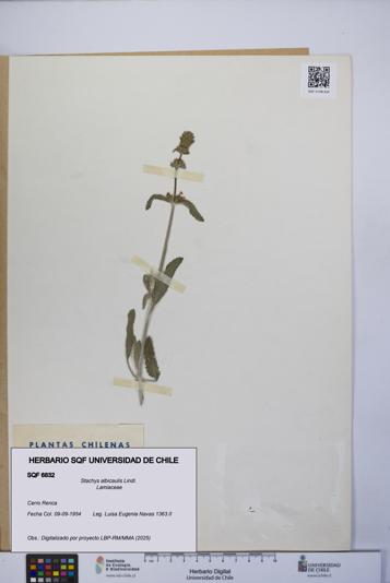 Stachys albicaulis [Espécimen: UCH:SQF:0006832]
