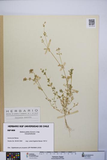 Stellaria pallida [Espécimen: UCH:SQF:0006838]
