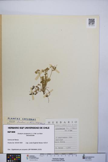 Erodium cicutarium [Espécimen: UCH:SQF:0006839]