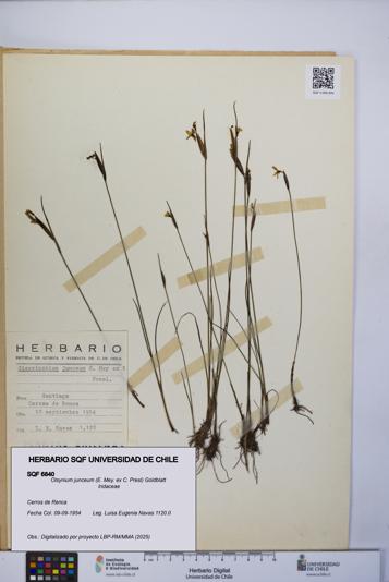 Olsynium junceum [Espécimen: UCH:SQF:0006840]
