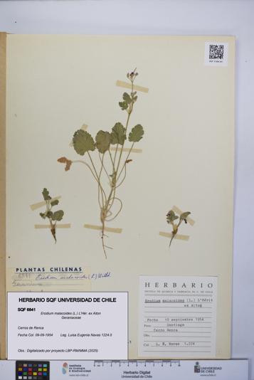 Erodium malacoides [Espécimen: UCH:SQF:0006841]