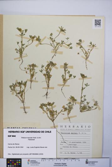 Trifolium macraei [Espécimen: UCH:SQF:0006842]