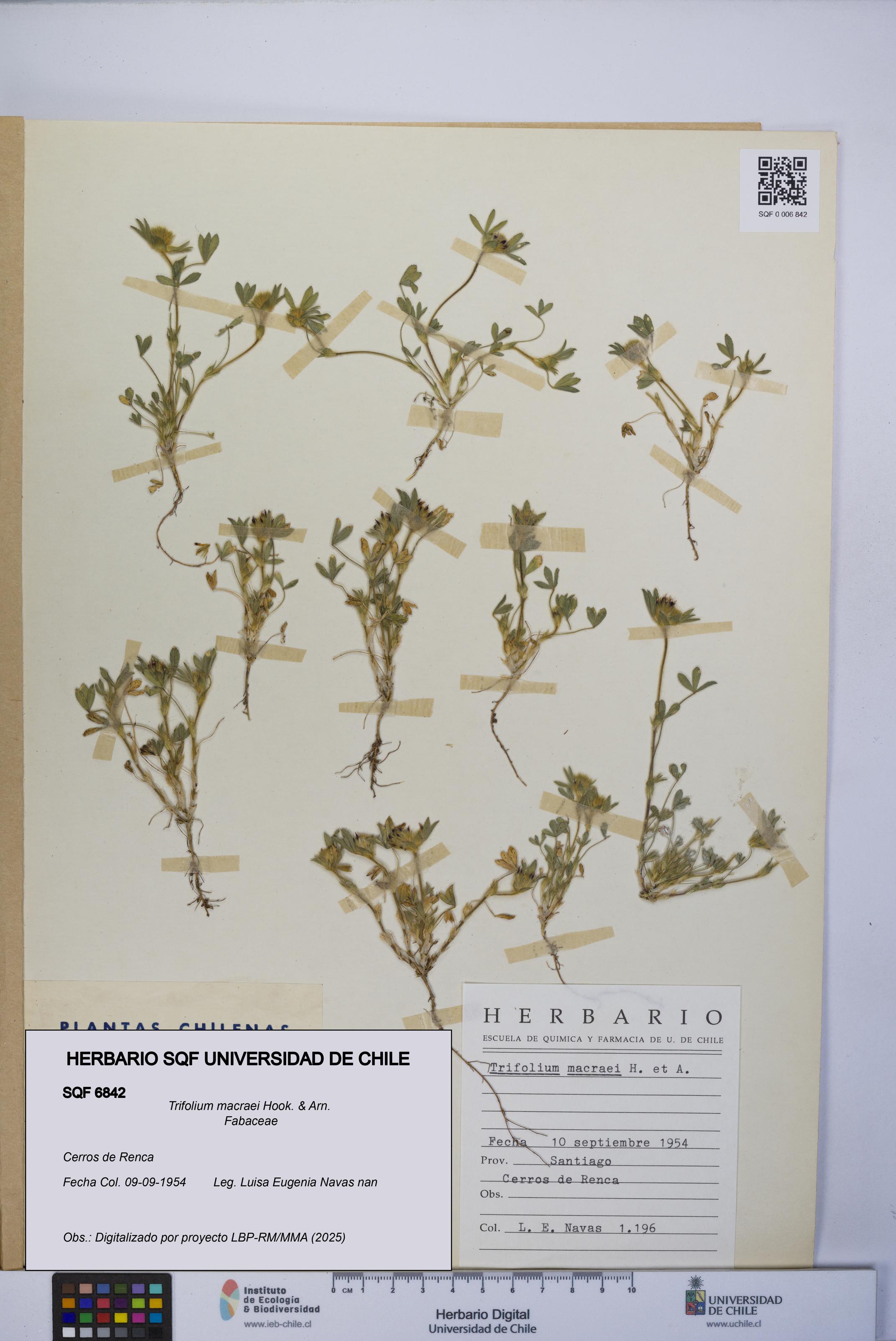 Trifolium macraei [Espécimen: UCH:SQF:0006842]
