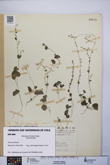 Dioscorea humifusa [Espécimen: UCH:SQF:0006845]