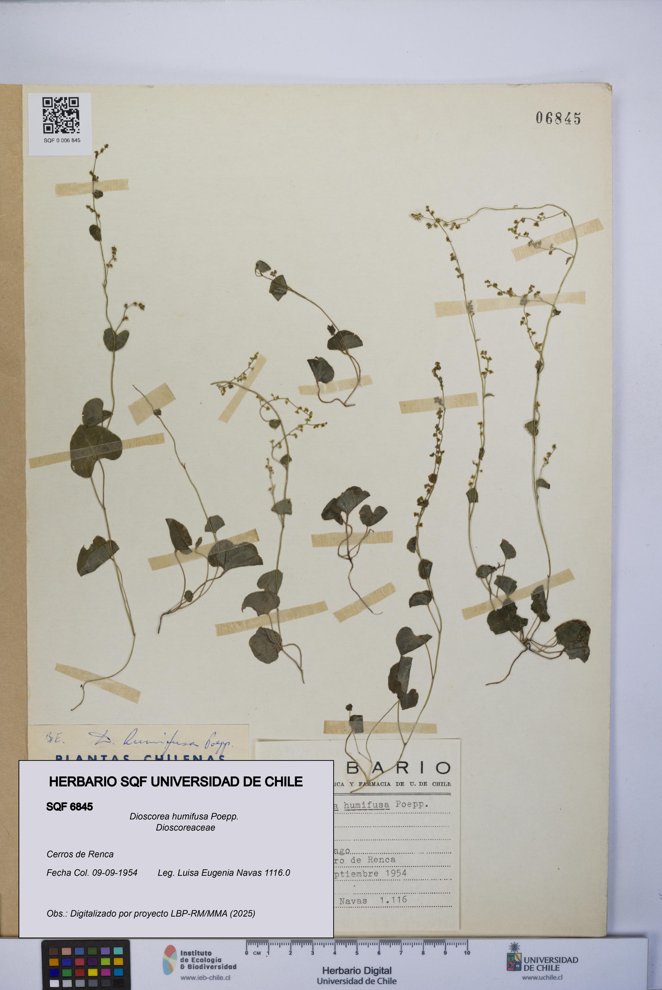 Dioscorea humifusa [Espécimen: UCH:SQF:0006845]