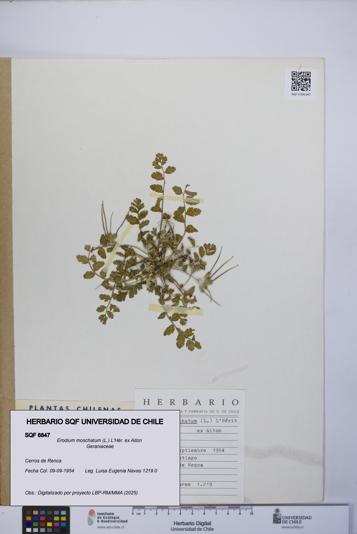 Erodium moschatum [Espécimen: UCH:SQF:0006847]