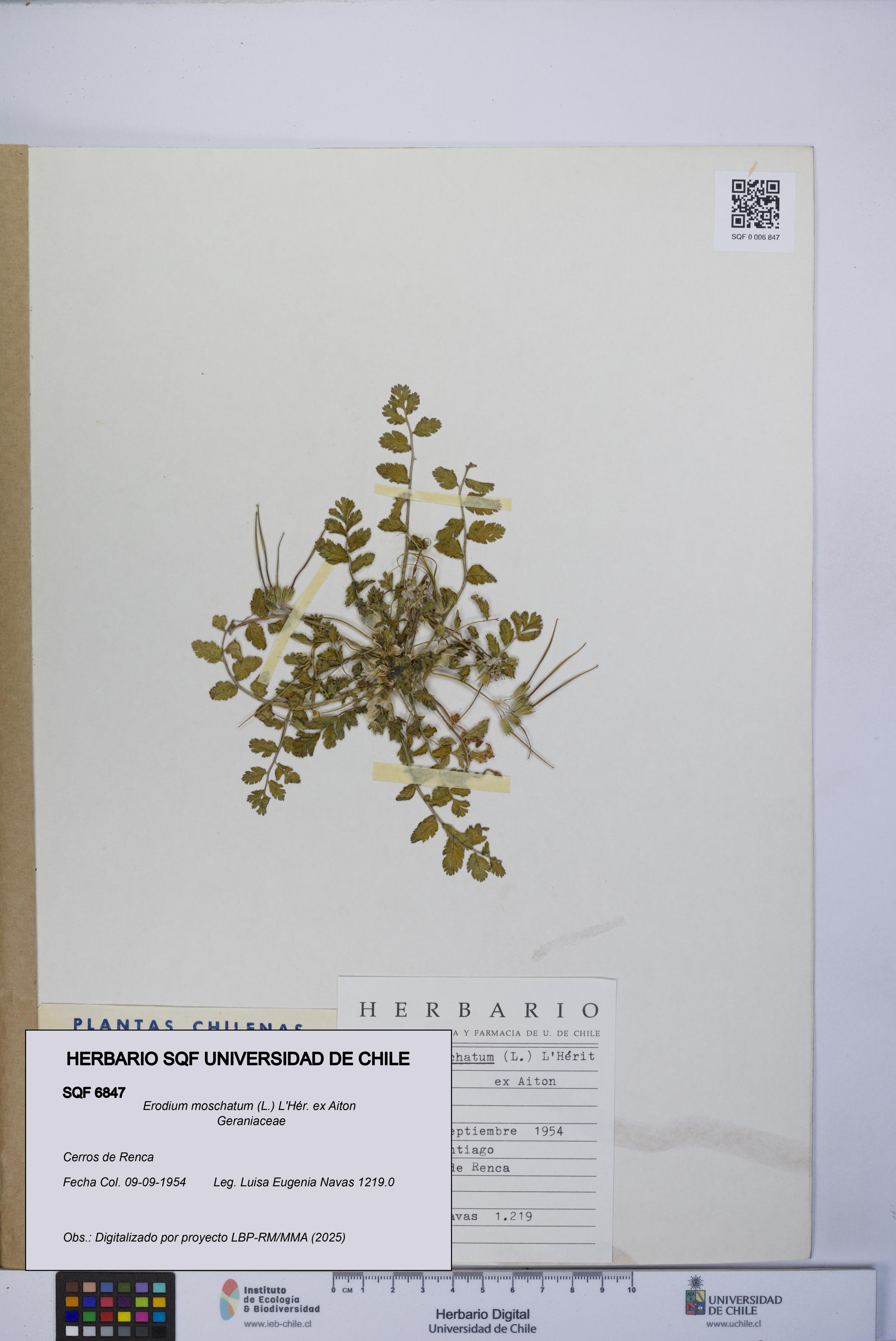 Erodium moschatum [Espécimen: UCH:SQF:0006847]