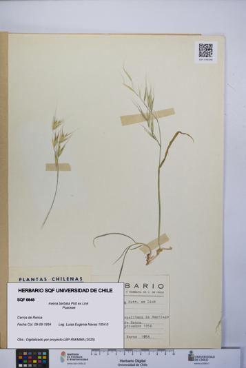 Avena barbata [Espécimen: UCH:SQF:0006848]