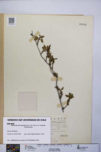 Muehlenbeckia hastulata var. hastulata [Espécimen: UCH:SQF:0006849]