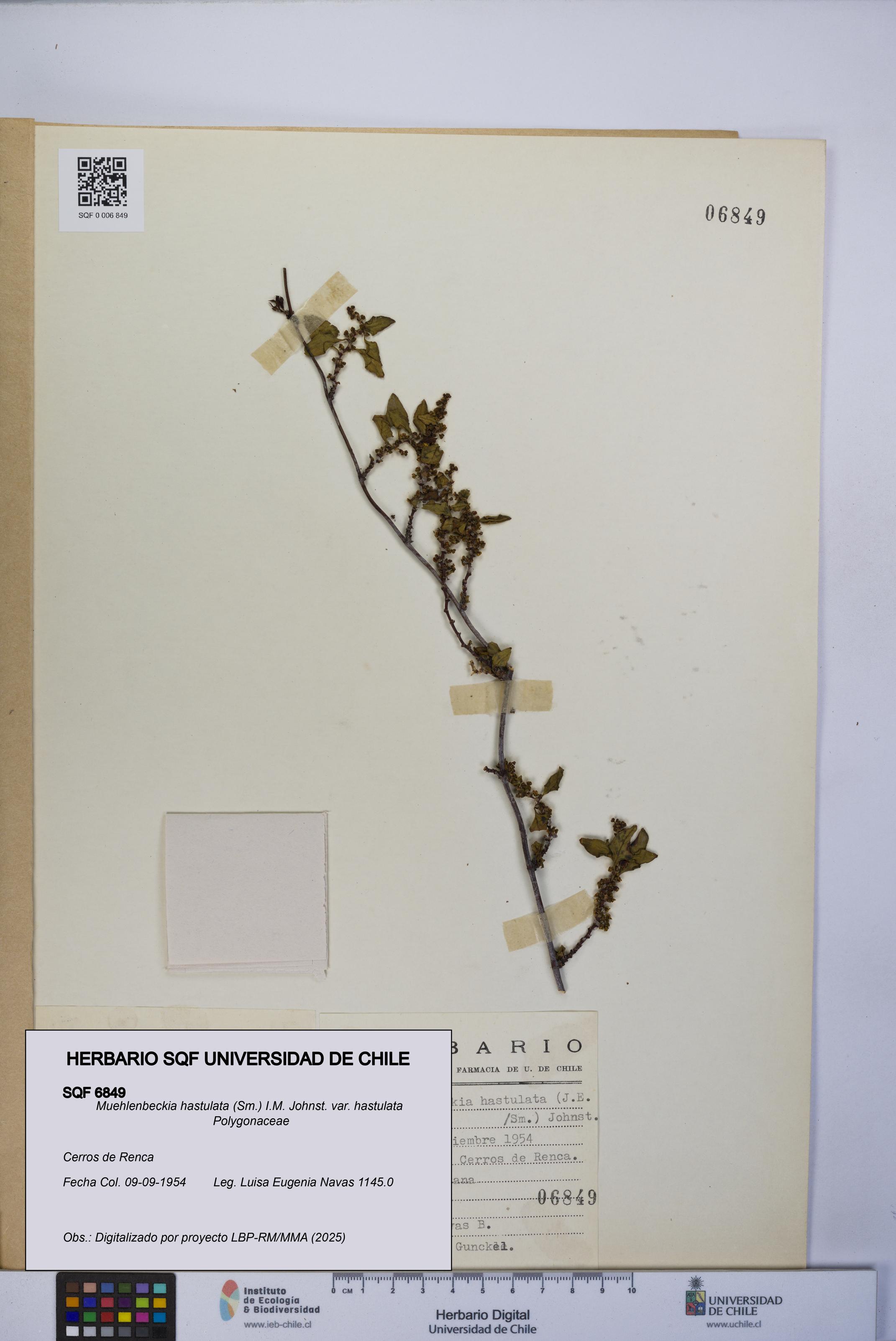 Muehlenbeckia hastulata var. hastulata [Espécimen: UCH:SQF:0006849]