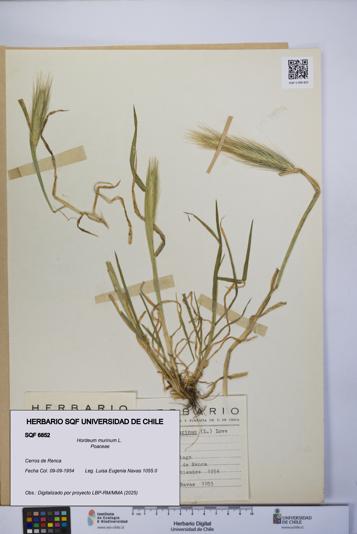 Hordeum murinum [Espécimen: UCH:SQF:0006852]