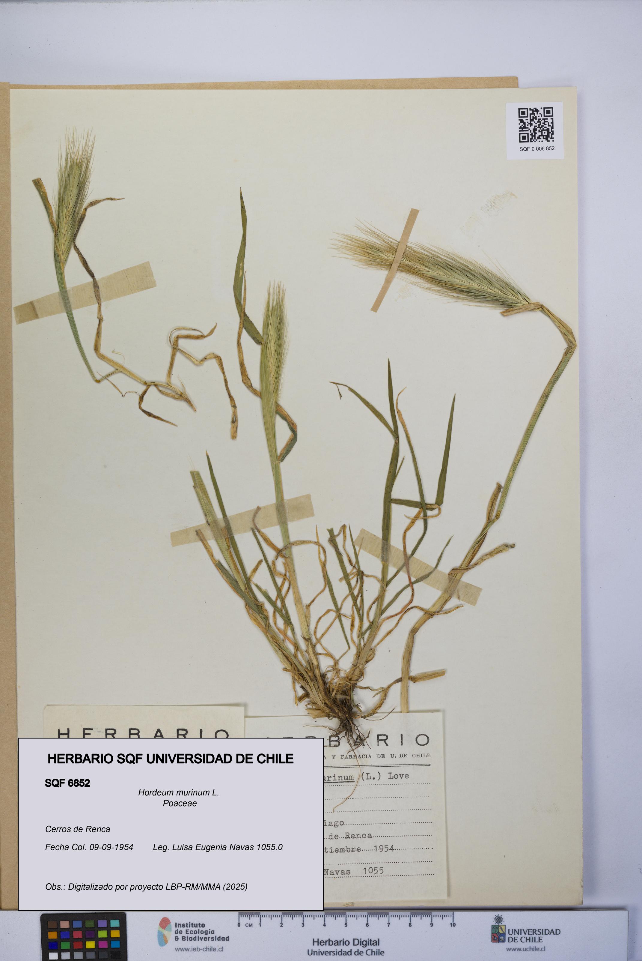 Hordeum murinum [Espécimen: UCH:SQF:0006852]