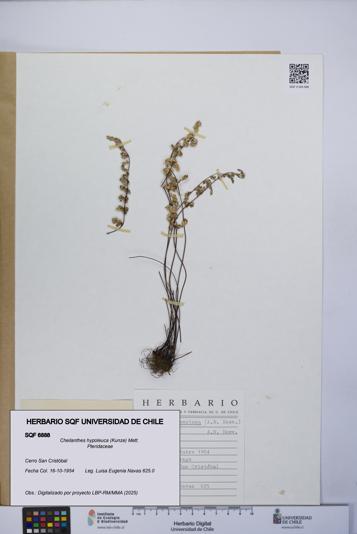 Cheilanthes hypoleuca [Espécimen: UCH:SQF:0006888]