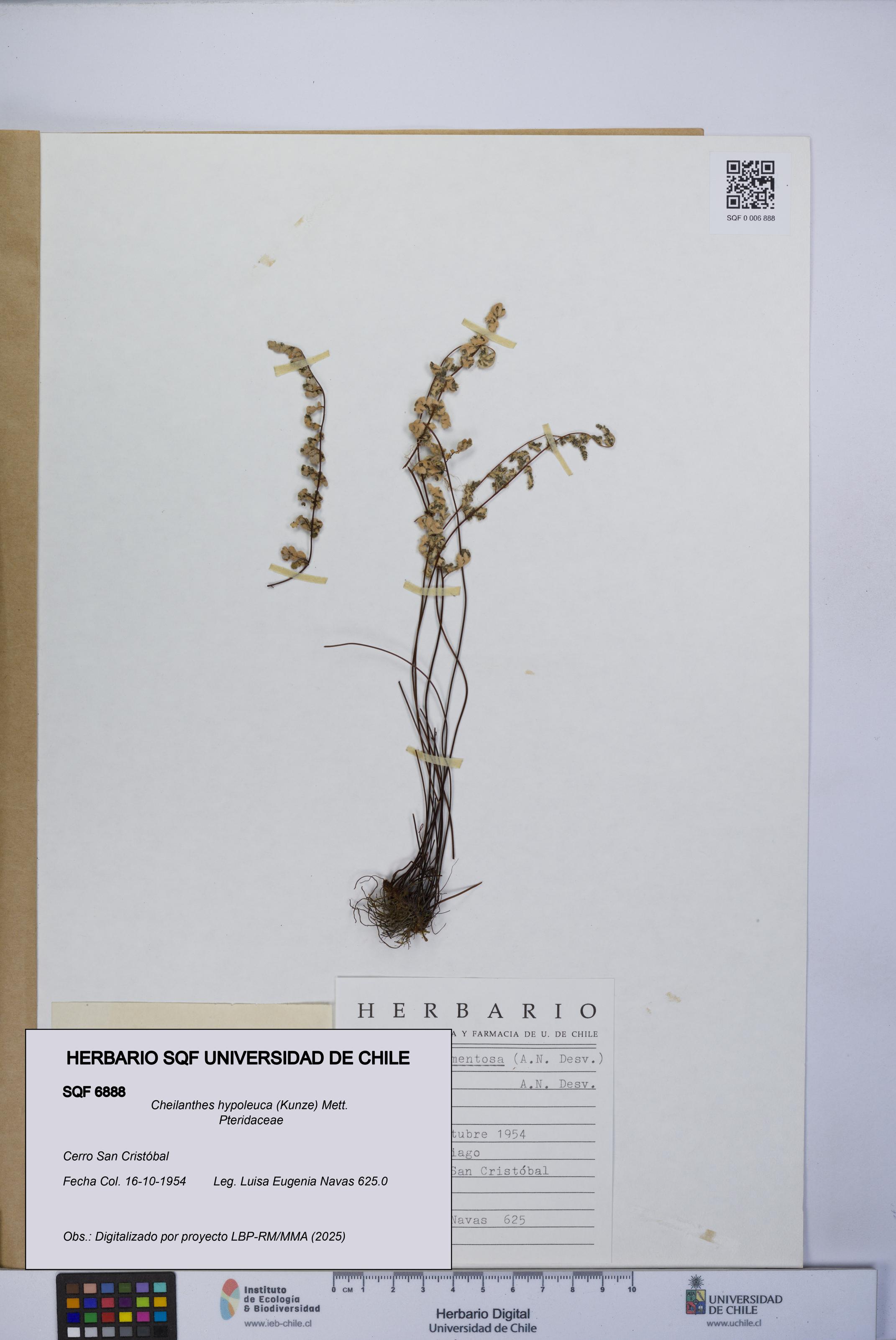 Cheilanthes hypoleuca [Espécimen: UCH:SQF:0006888]