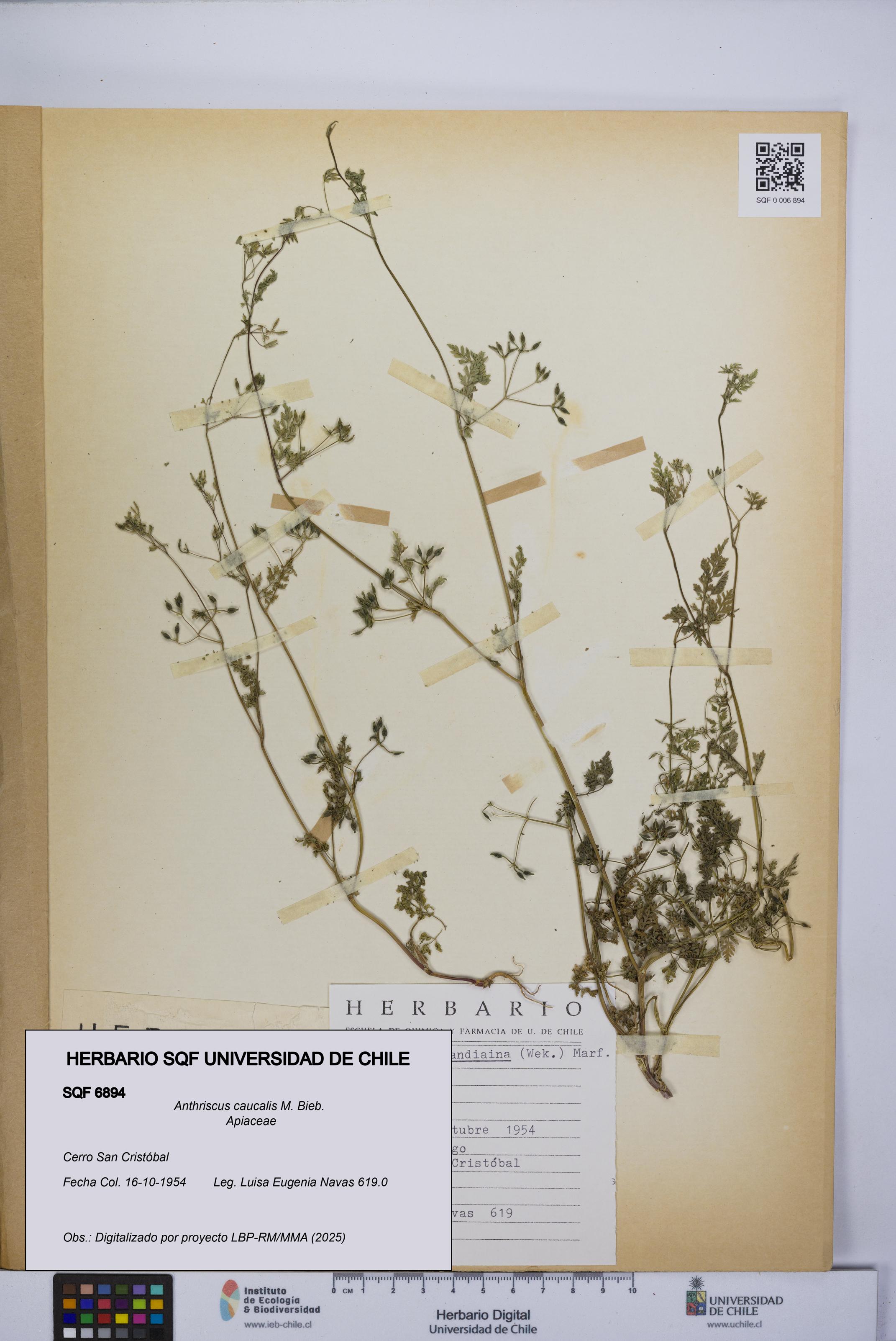 Anthriscus caucalis [Espécimen: UCH:SQF:0006894]