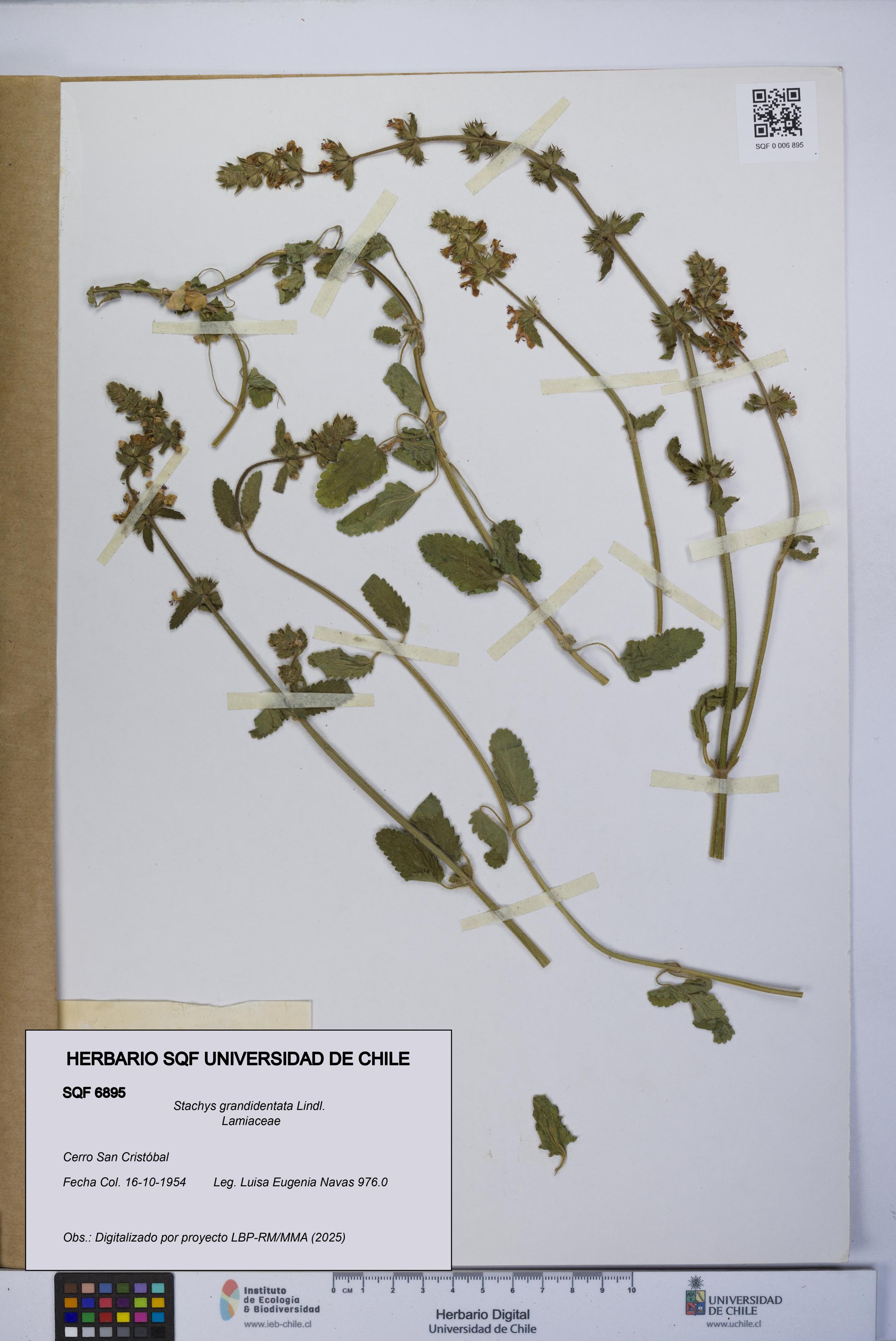 Stachys grandidentata [Espécimen: UCH:SQF:0006895]