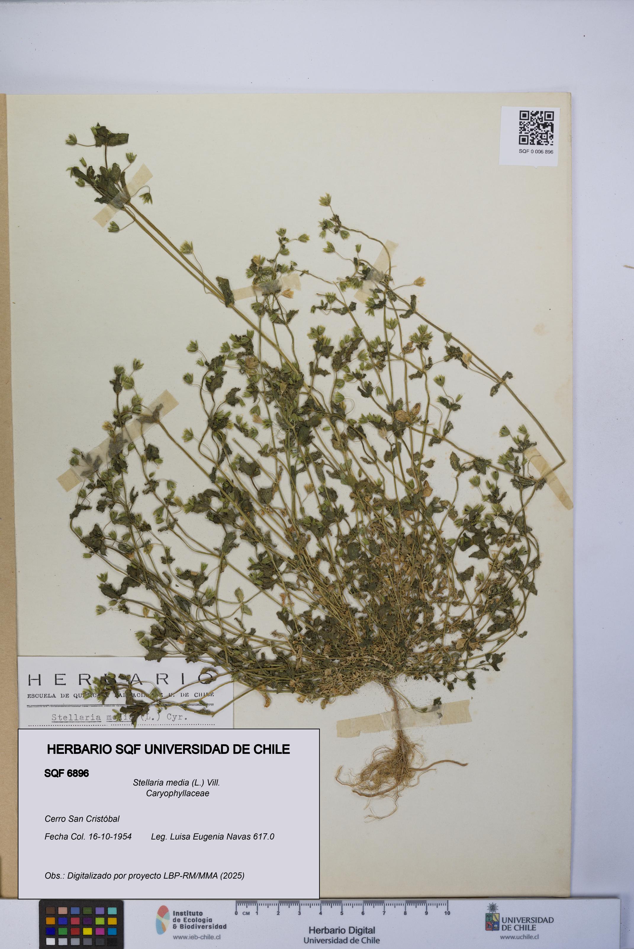 Stellaria media [Espécimen: UCH:SQF:0006896]