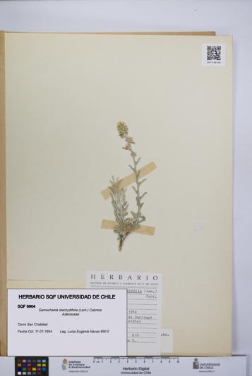 Gamochaeta stachydifolia [Espécimen: UCH:SQF:0006904]
