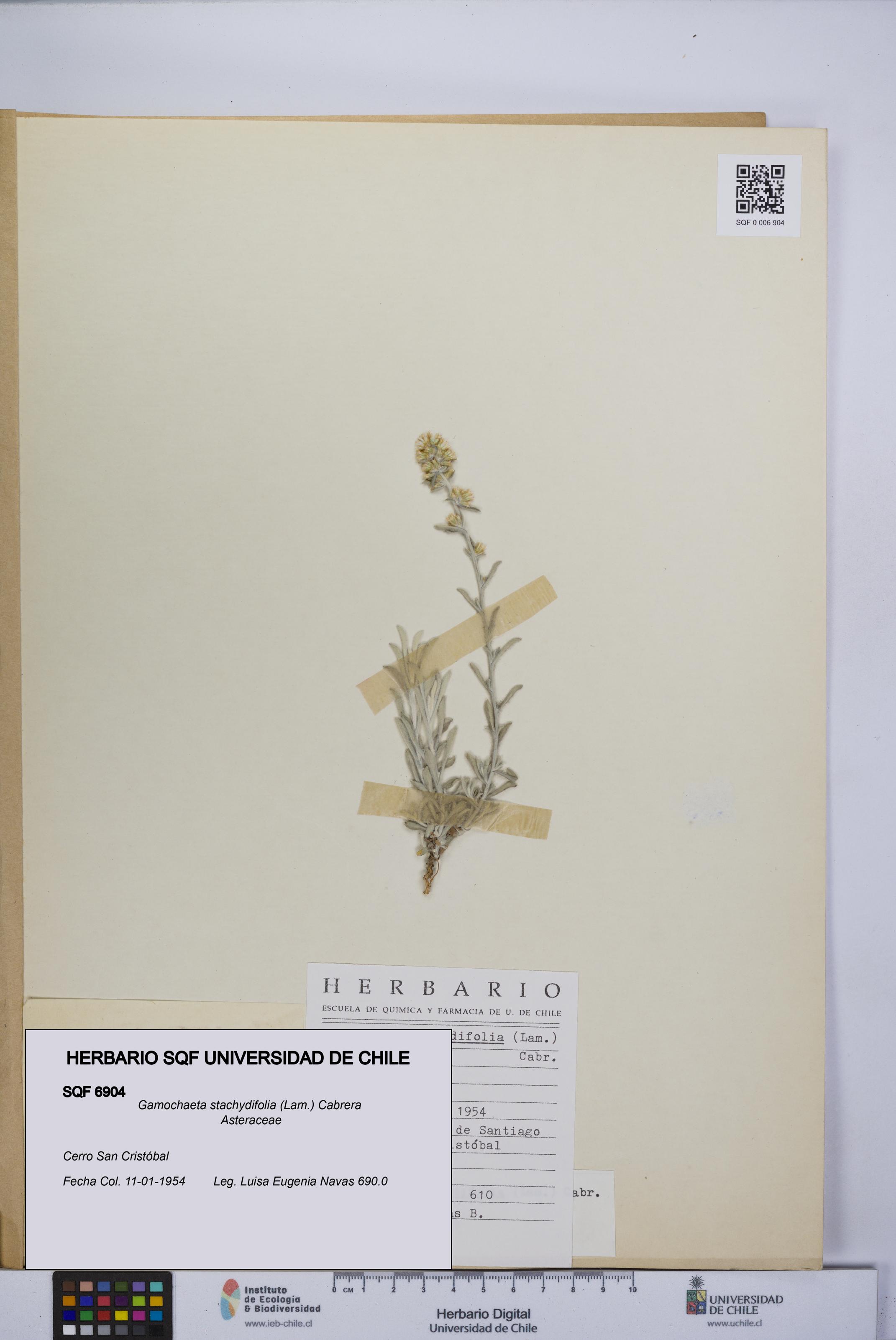 Gamochaeta stachydifolia [Espécimen: UCH:SQF:0006904]