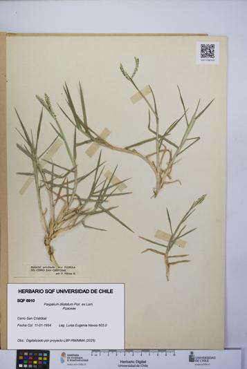 Paspalum dilatatum [Espécimen: UCH:SQF:0006910]