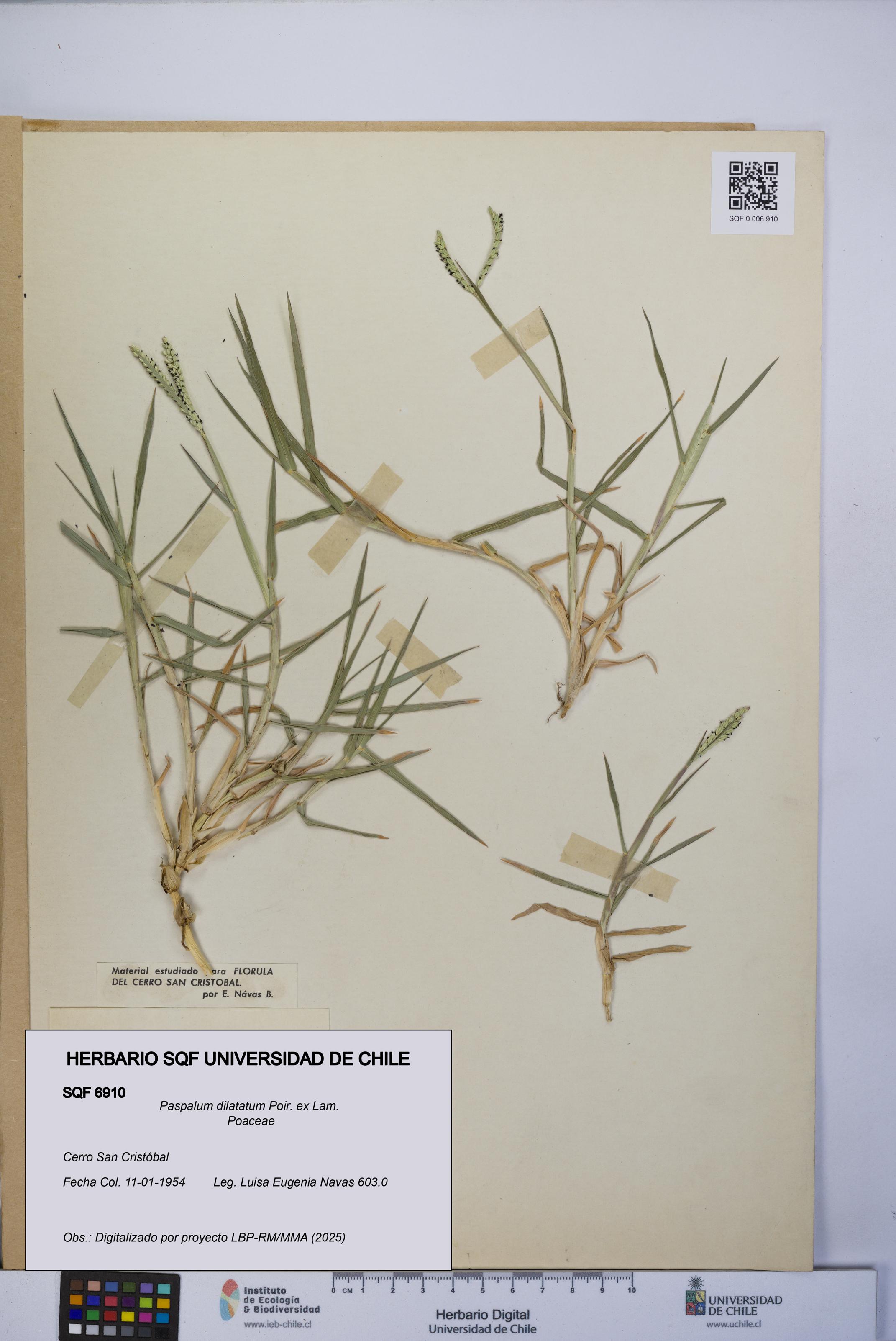 Paspalum dilatatum [Espécimen: UCH:SQF:0006910]