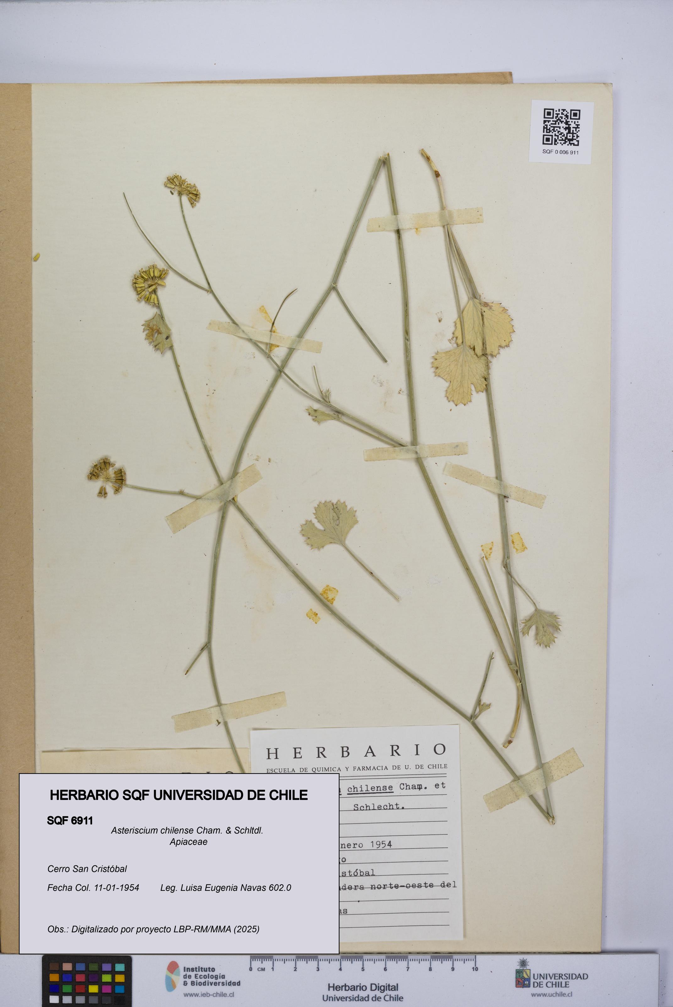 Asteriscium chilense [Espécimen: UCH:SQF:0006911]