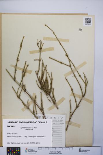 Ephedra chilensis [Espécimen: UCH:SQF:0006913]