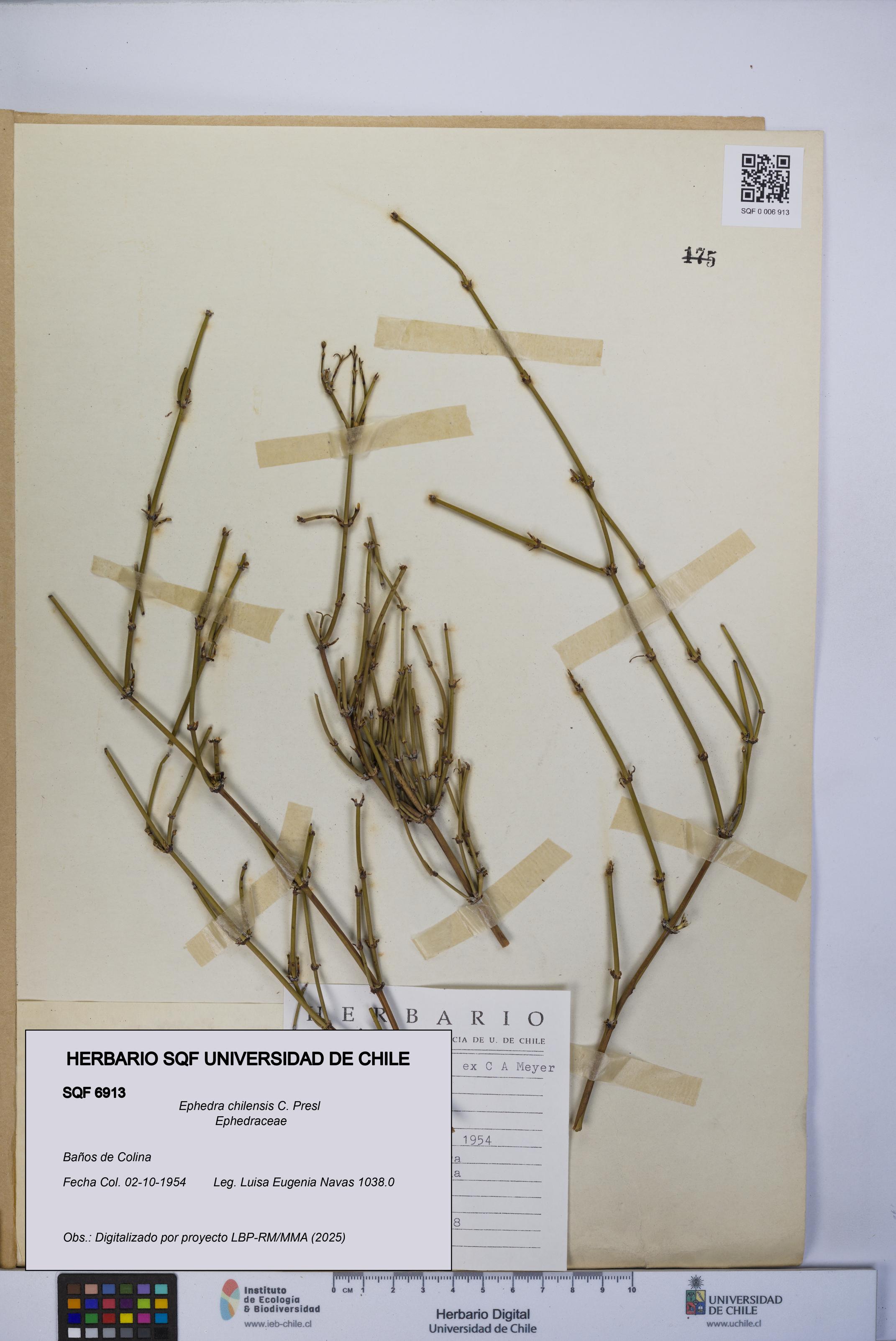 Ephedra chilensis [Espécimen: UCH:SQF:0006913]