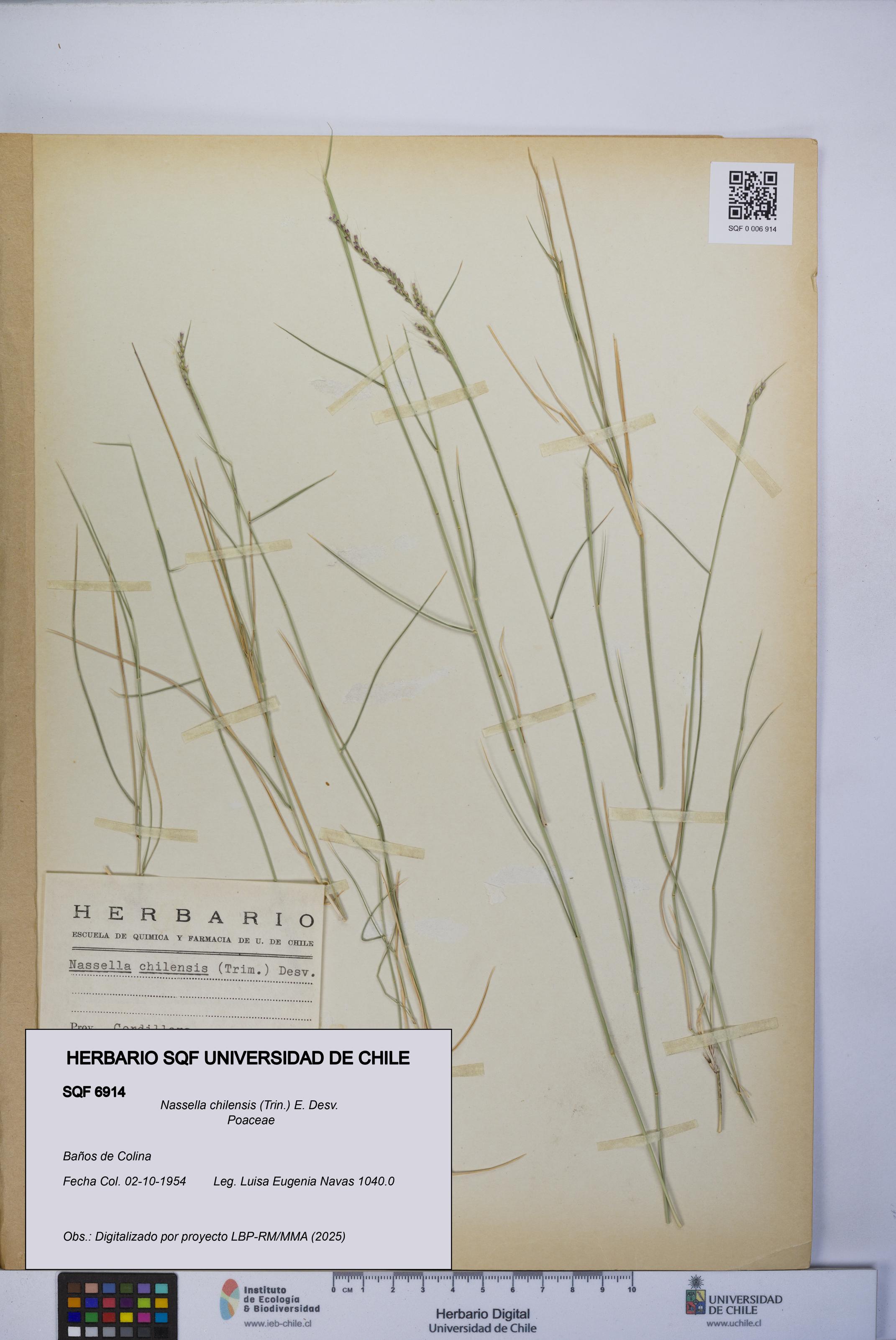 Nassella chilensis [Espécimen: UCH:SQF:0006914]