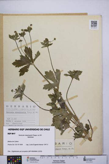 Sanicula crassicaulis [Espécimen: UCH:SQF:0006917]