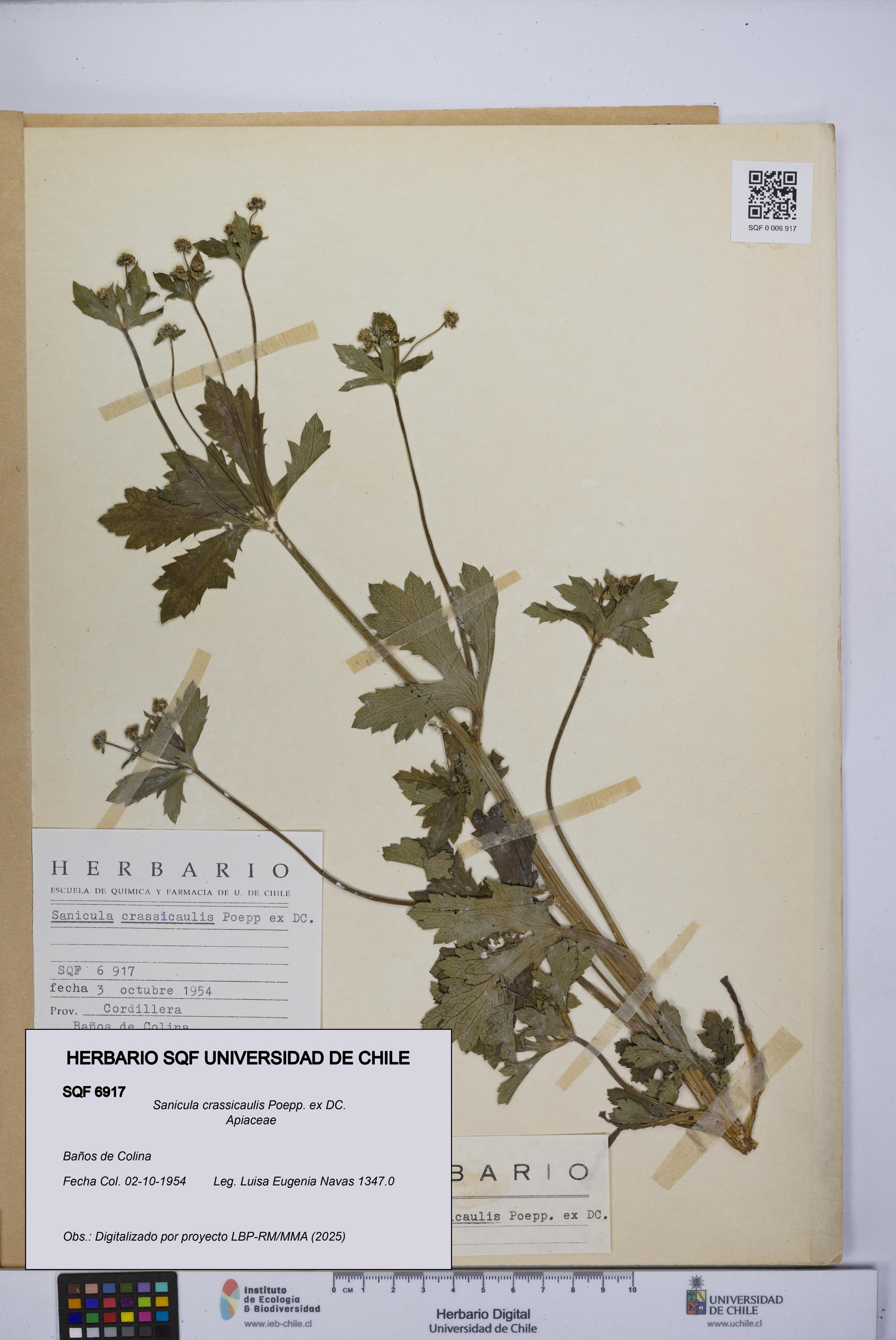 Sanicula crassicaulis [Espécimen: UCH:SQF:0006917]