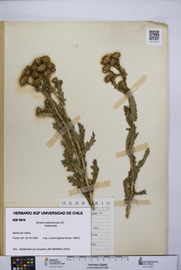 Senecio adenotrichius [Espécimen: UCH:SQF:0006918]