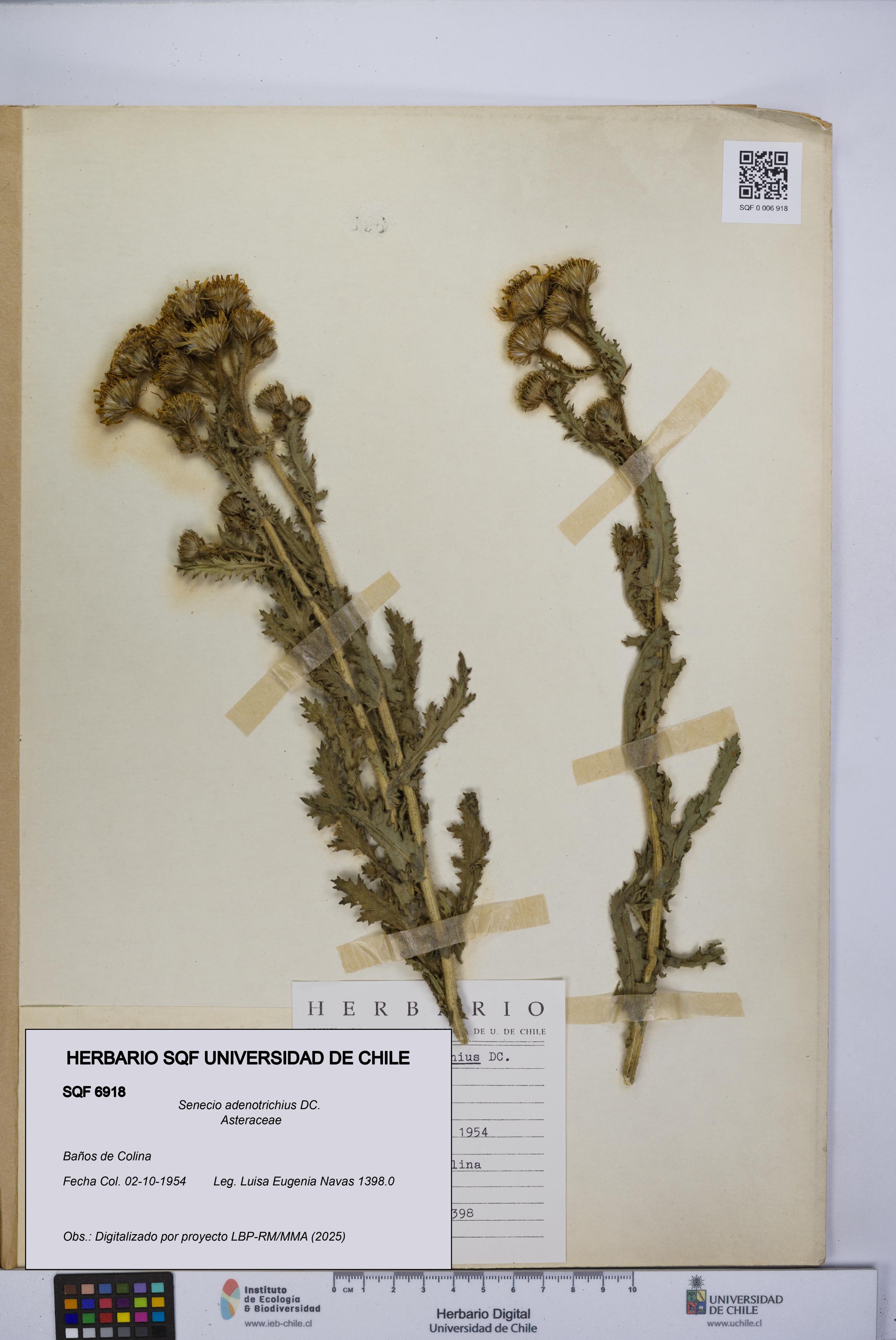 Senecio adenotrichius [Espécimen: UCH:SQF:0006918]
