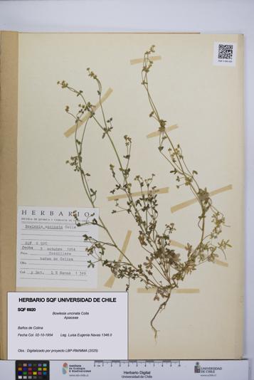 Bowlesia uncinata [Espécimen: UCH:SQF:0006920]