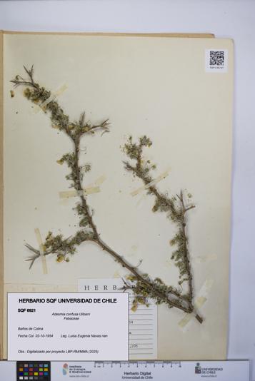 Adesmia confusa [Espécimen: UCH:SQF:0006921]