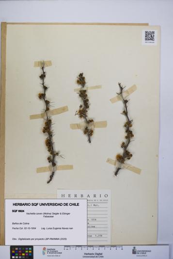 Vachellia caven [Espécimen: UCH:SQF:0006924]