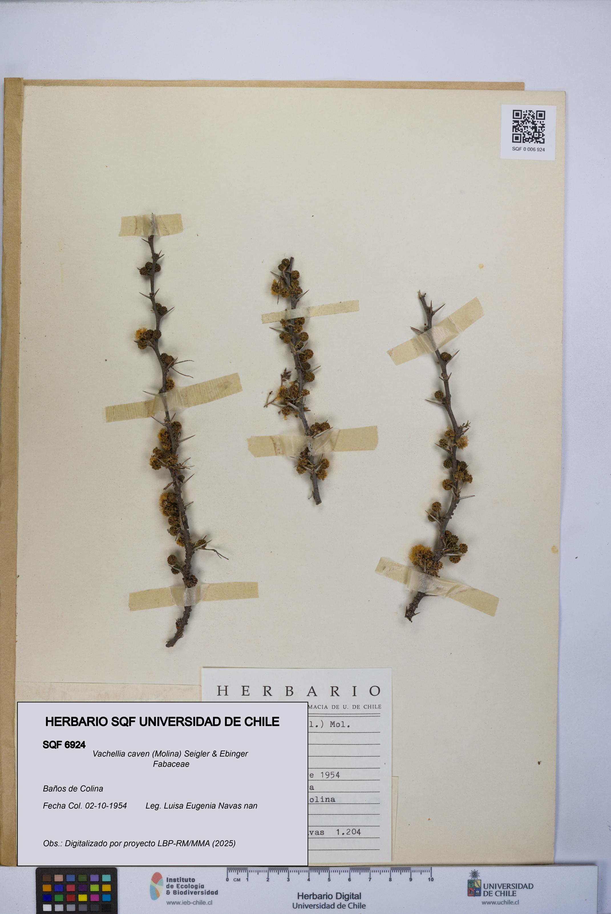 Vachellia caven [Espécimen: UCH:SQF:0006924]