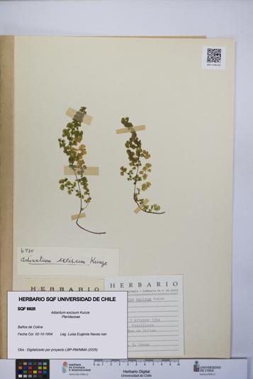 Adiantum excisum [Espécimen: UCH:SQF:0006925]