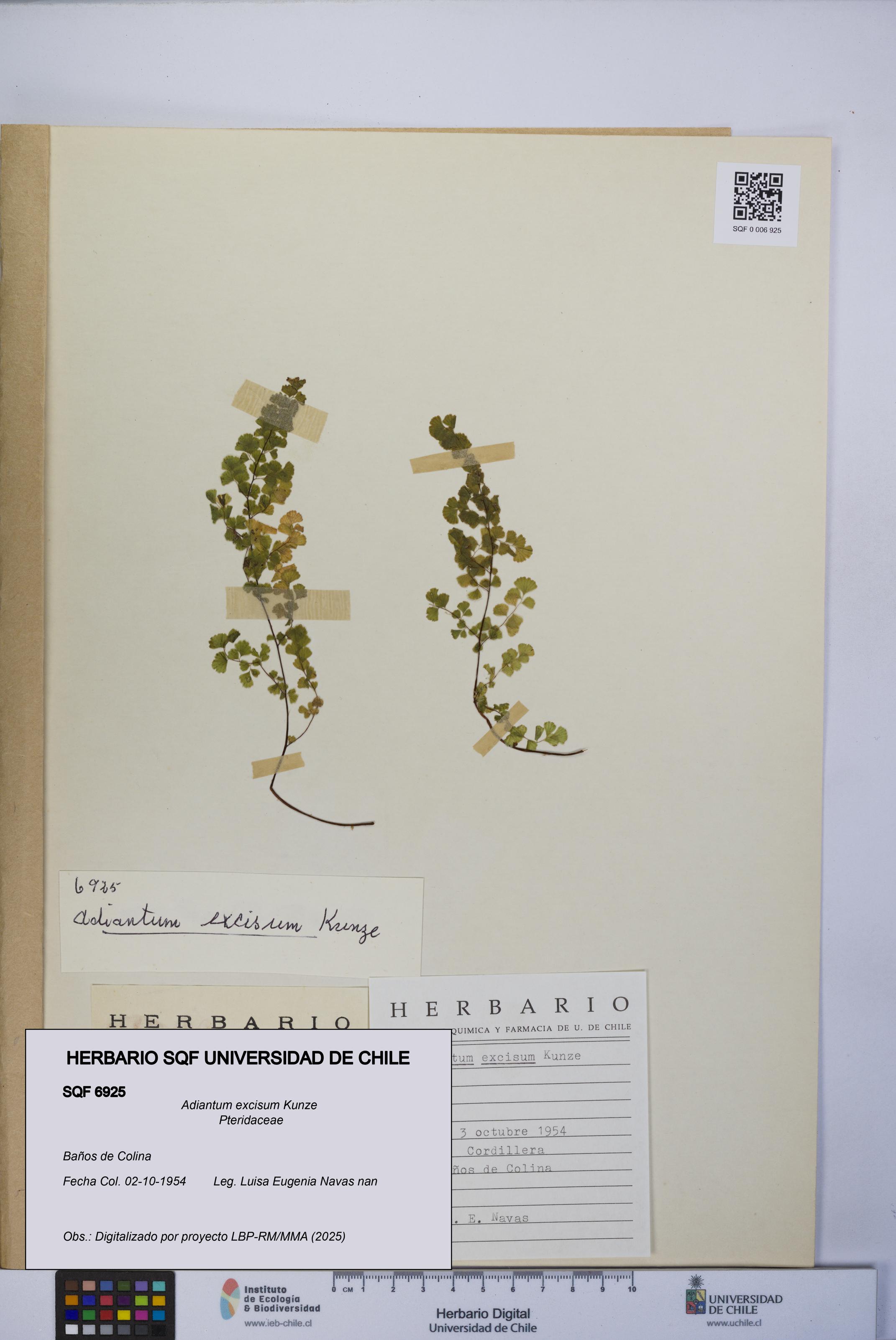 Adiantum excisum [Espécimen: UCH:SQF:0006925]
