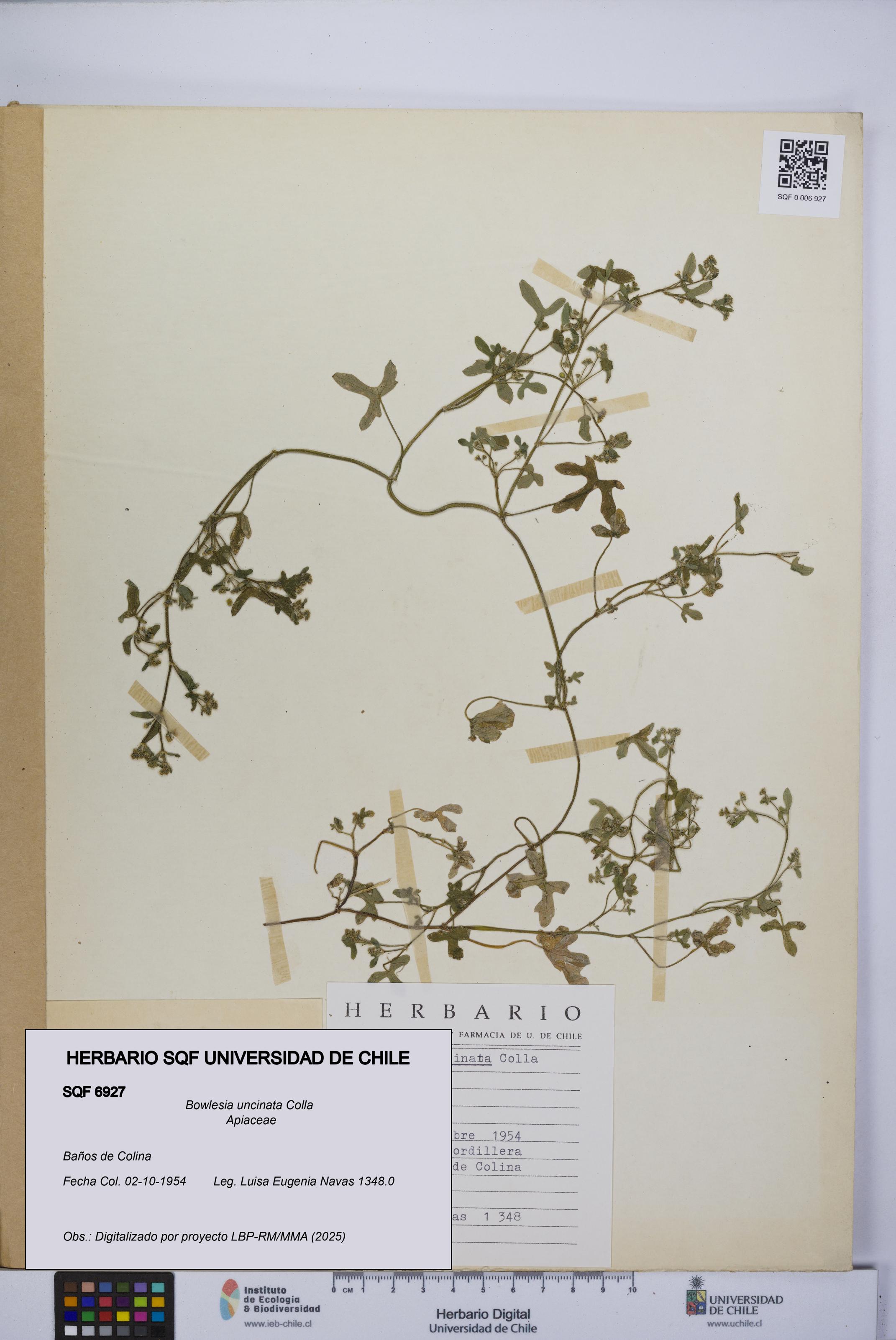 Bowlesia uncinata [Espécimen: UCH:SQF:0006927]