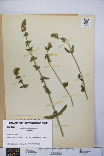 Stachys grandidentata [Espécimen: UCH:SQF:0006928]