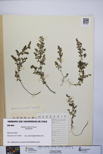 Adiantum excisum [Espécimen: UCH:SQF:0006931]