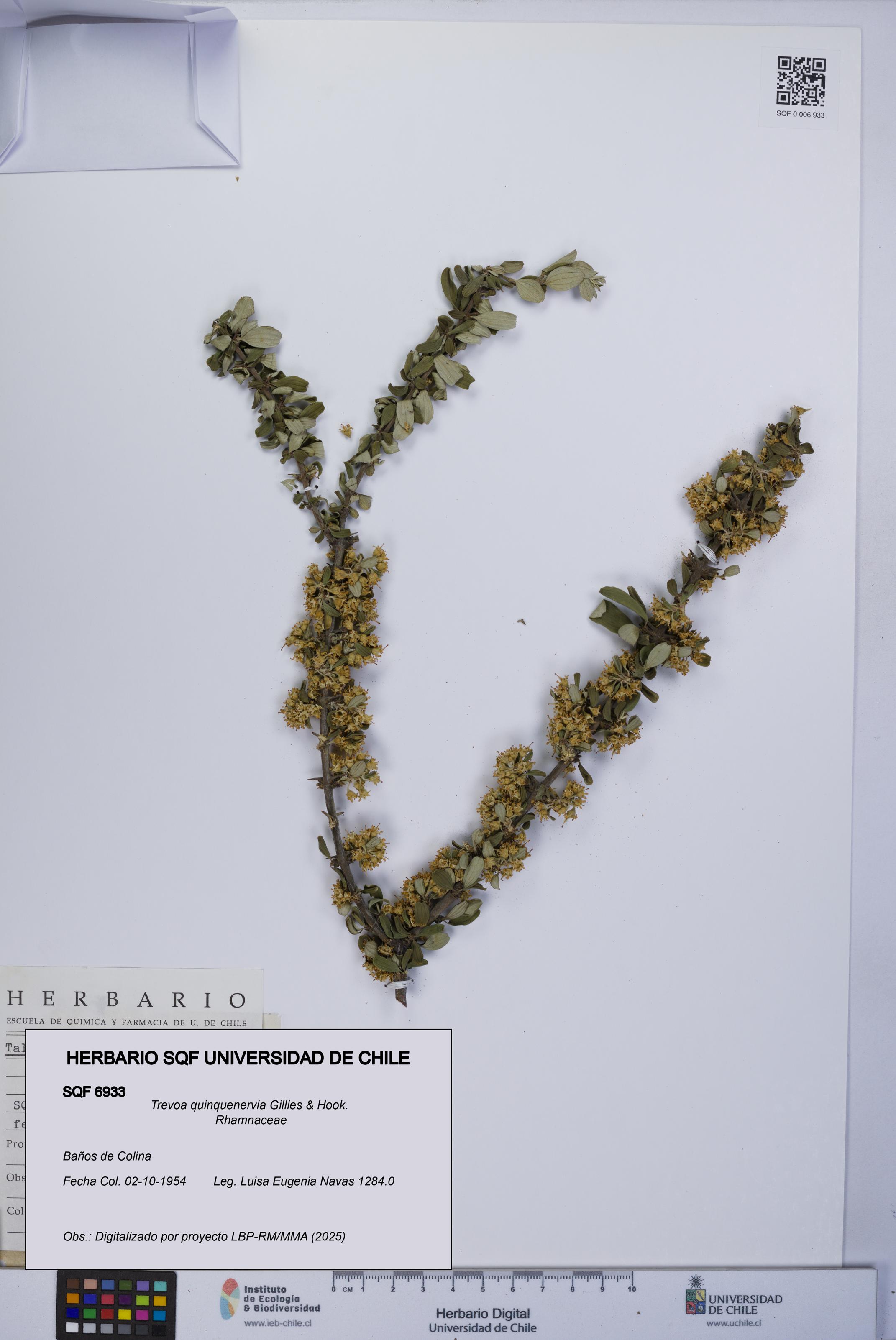 Trevoa quinquenervia [Espécimen: UCH:SQF:0006933]