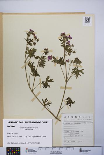 Geranium berteroanum [Espécimen: UCH:SQF:0006934]