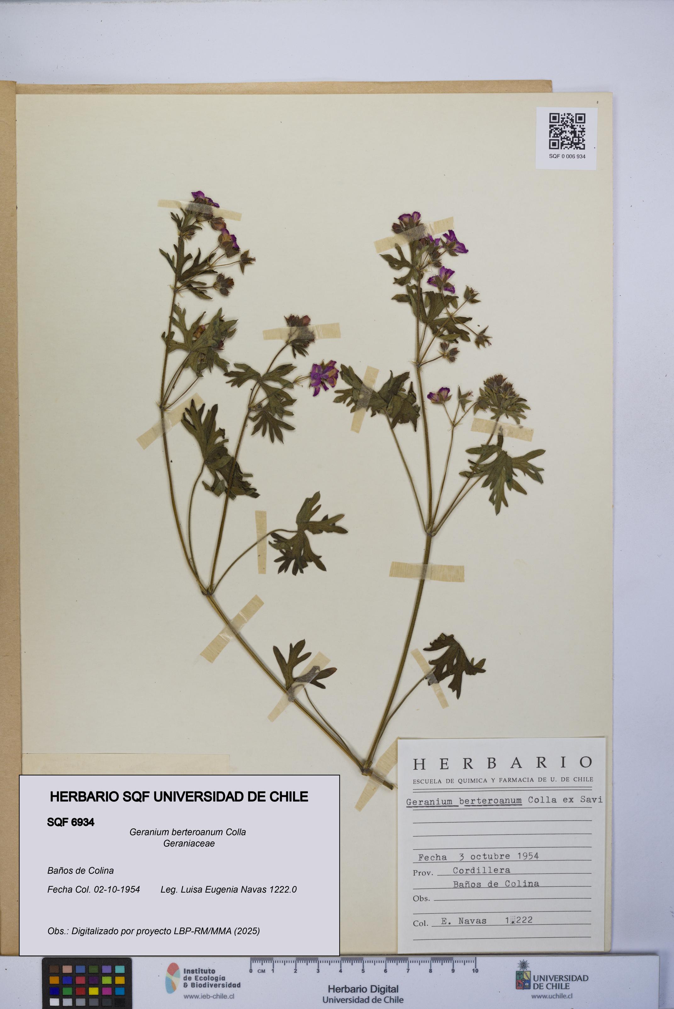 Geranium berteroanum [Espécimen: UCH:SQF:0006934]