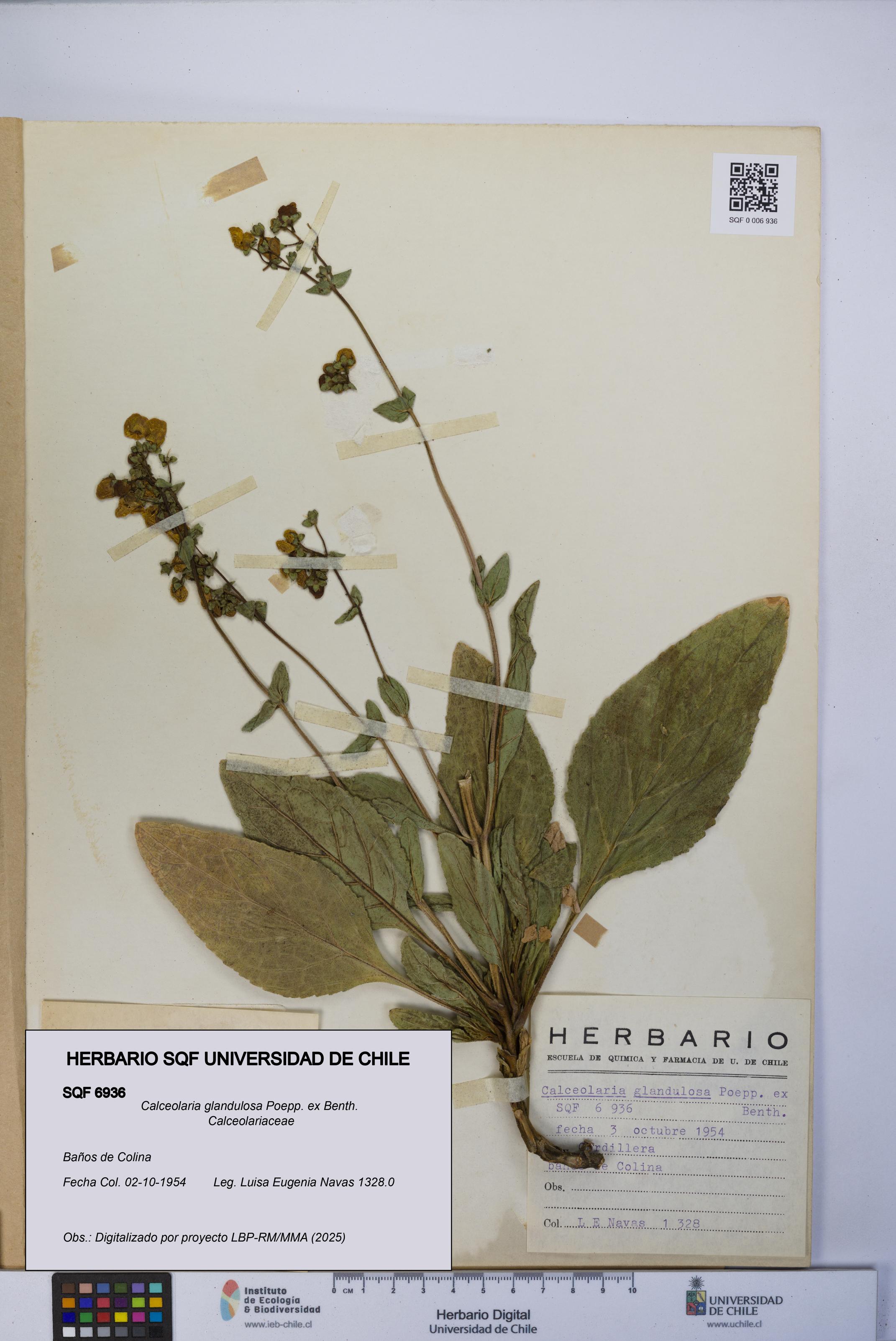 Calceolaria glandulosa [Espécimen: UCH:SQF:0006936]