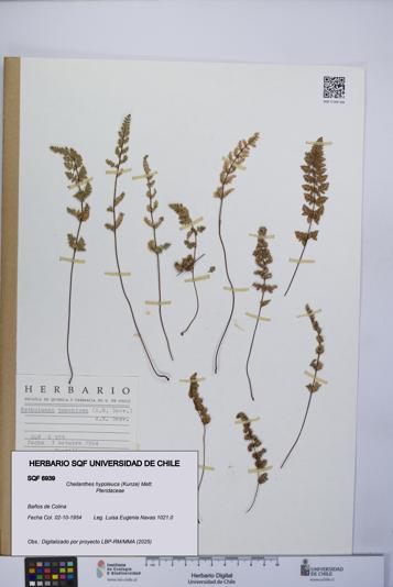 Cheilanthes hypoleuca [Espécimen: UCH:SQF:0006939]