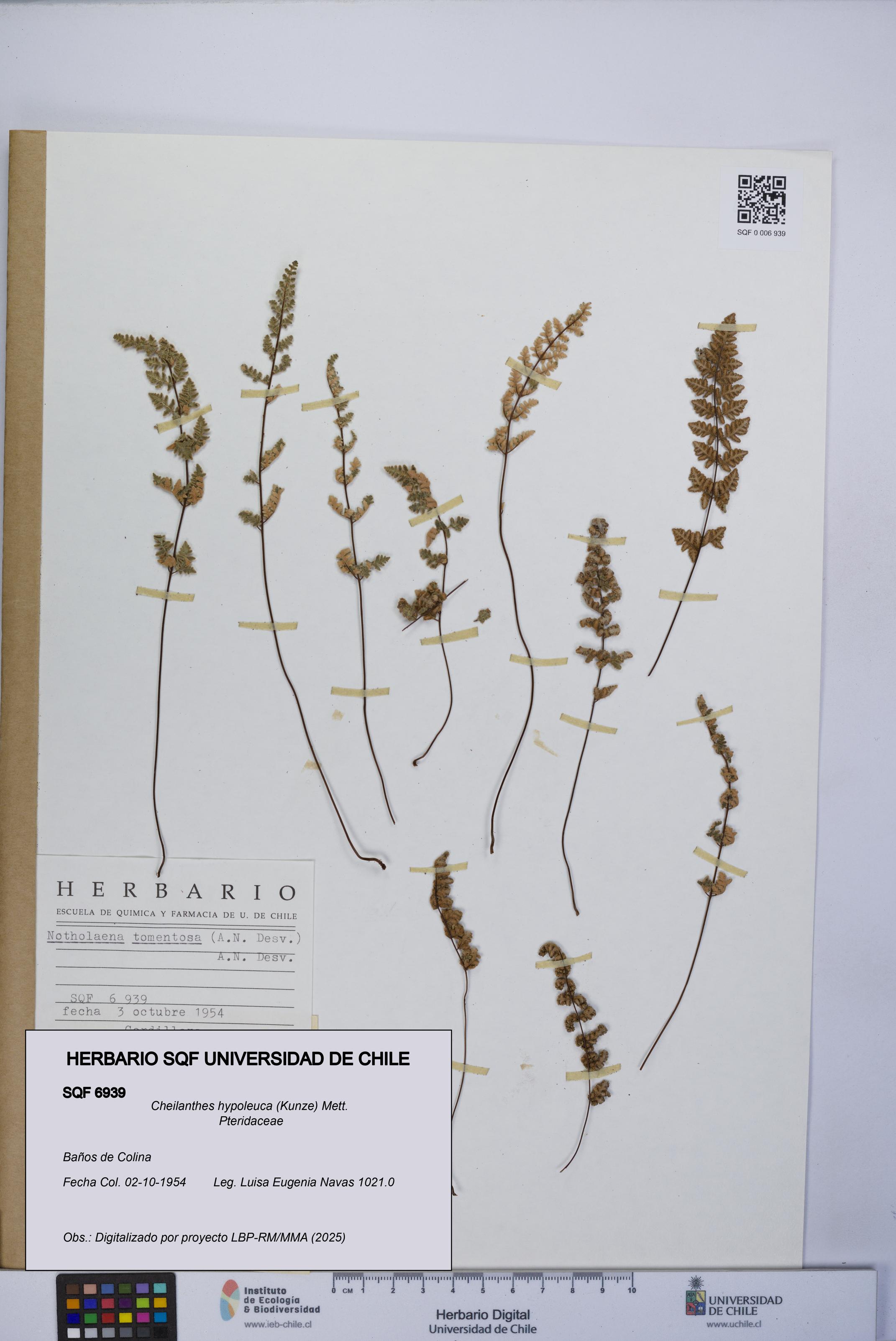 Cheilanthes hypoleuca [Espécimen: UCH:SQF:0006939]