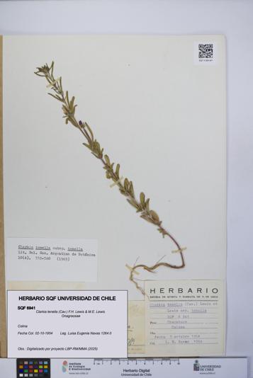 Clarkia tenella [Espécimen: UCH:SQF:0006941]